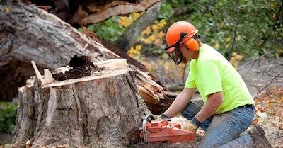 stump removal in Jacksonville