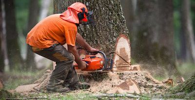 tree removal in Jacksonville, FL